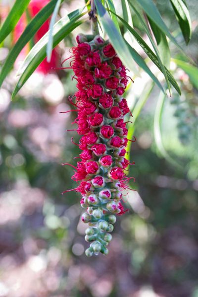 close to native bushland, enjoy wildflower blooms