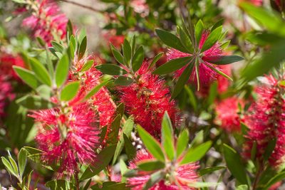 wildflowers bottle brush