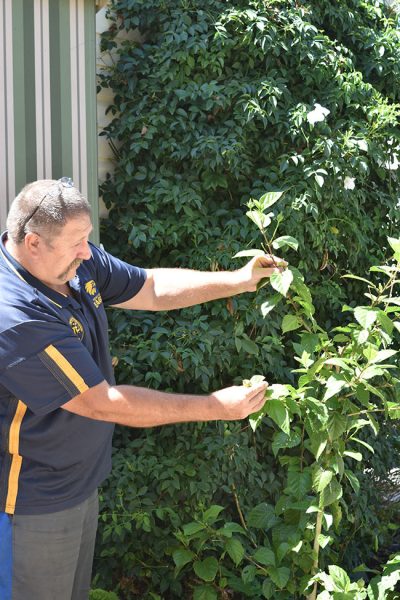 man gardening